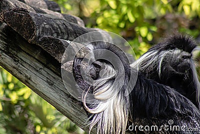 Adult Angolan colobus monkey Stock Photo