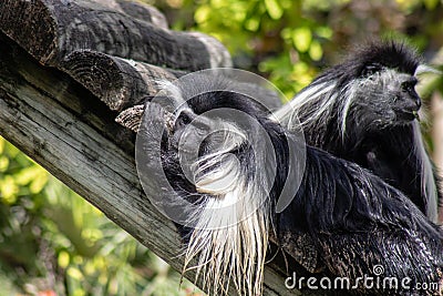 Adult Angolan colobus monkey Stock Photo