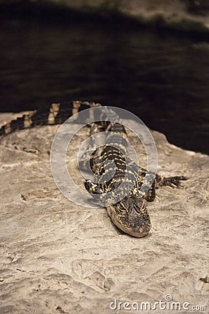 Alligator closeup at the Mystic Aquarium in Mystic Connecticut Stock Photo