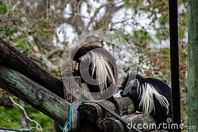 Angolan colobus Stock Photo