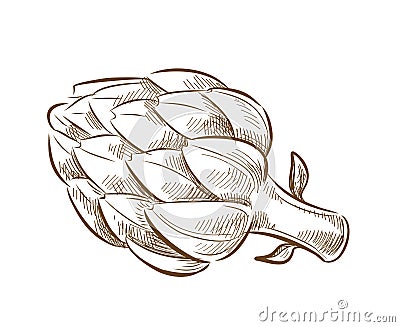 Picture of artichoke Vector Illustration