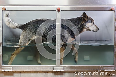Australian Cattledog in a hydrotherapy station Stock Photo