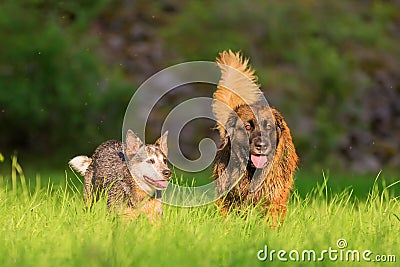 Australian cattledog and Leonberger running on a meadow Stock Photo