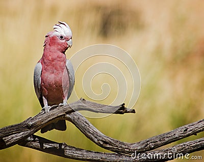 A picture of an Australian pink galah Stock Photo