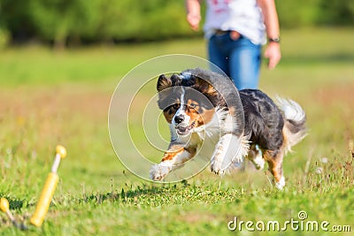 Australian Shepherd dog runs to retrieve a toy Stock Photo