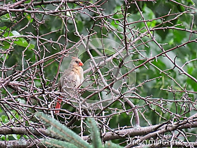 Picture of a baby cardinal on branches near the woods Stock Photo