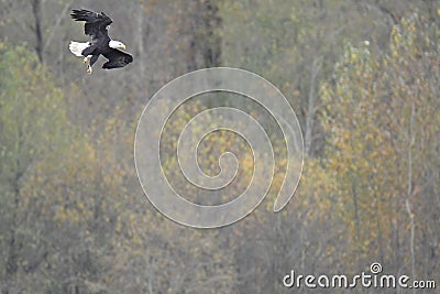 A picture of a Bald eagle mid flight, aiming for fish in the lake. Stock Photo