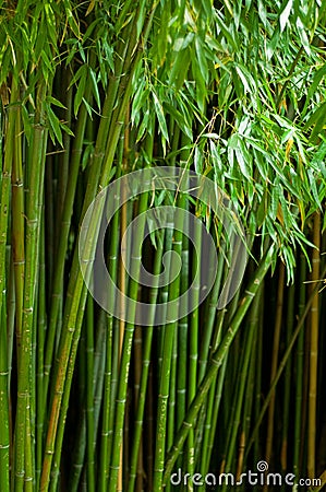 Picture of bamboo forest with shallow DOF Stock Photo