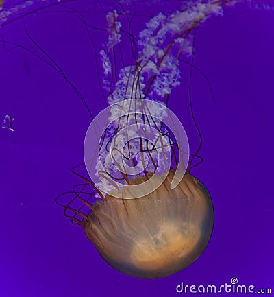 Photo of a beautiful deadly jellyfish swimming Stock Photo