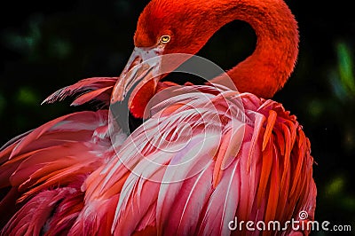 A beautiful flamingo Stock Photo