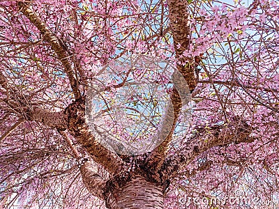 Pink Flowered Tree Stock Photo