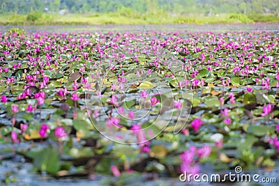 Picture of beautiful lotus flower Stock Photo