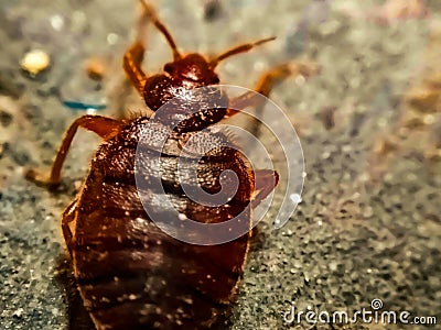 A picture of bedbug , Stock Photo