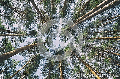 Picture from below of pine trees forming a circle. Valsain forest in Segovia, Spain. Stock Photo