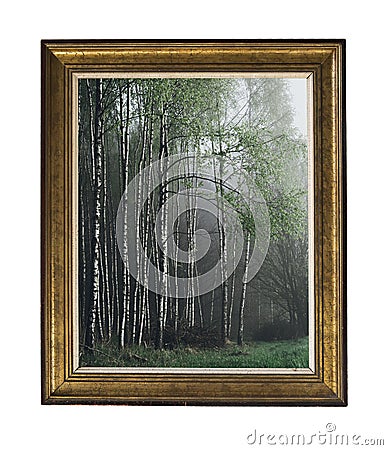 A picture of a birch grove in a vintage frame. Vintage silver rectangular frame with an ornament isolated on white. Stock Photo