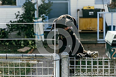 Aggressive barking dog behind fence guarding garden. Stock Photo