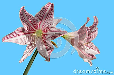 Picture of a blooming amaryllis belladonna flower with blue background Stock Photo