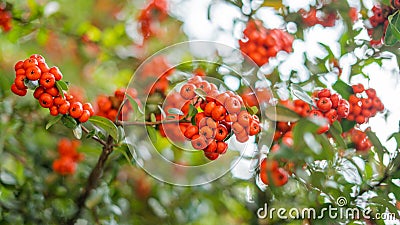 Pointleaf Manzanita Bushes Up Close in Colorful Mexico City Stock Photo