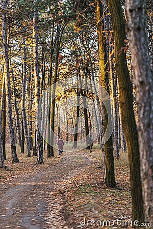 Picture for calendar pine forest. Trunks of trees in the autumn Editorial Stock Photo
