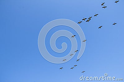 Canadian geese flying in the sky Stock Photo