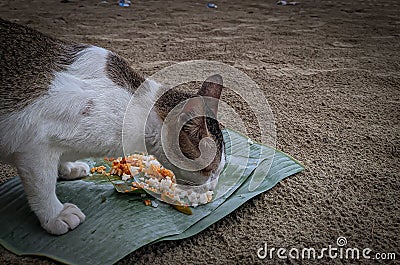 The picture captures a cat relishing its meal, showing a content expression while savoring the food. Stock Photo
