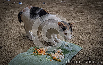 The picture captures a cat relishing its meal, showing a content expression while savoring the food. Stock Photo