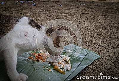 The picture captures a cat relishing its meal, showing a content expression while savoring the food. Stock Photo