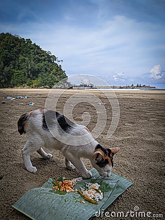 The picture captures a cat relishing its meal, showing a content expression while savoring the food. Stock Photo