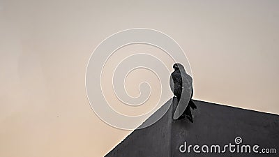 This picture captures an eagle perched on the building's edge at dusk. Stock Photo