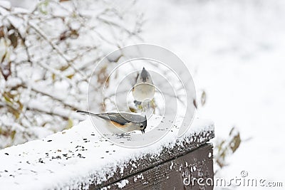 Two tufted titmouse eating sunflower seeds in the snow Stock Photo