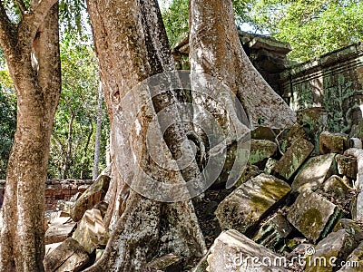 The picture captures the visual of huge tree roots intruding and causing decay to the ancient Khmer structures in Cambodia Stock Photo