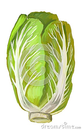 Picture of Chinese Cabbage Vector Illustration