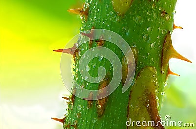 A picture of a close rose thorn with water droplets on it Stock Photo