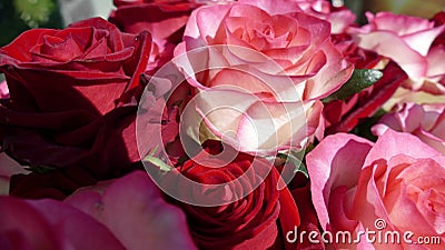 Close-up of a bunch of pink / white roses and red roses Stock Photo