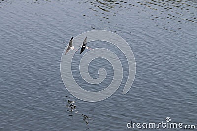Close up of a couple of birds flying above a lake in India Stock Photo