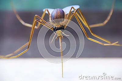 Closeup of a mosquito biting an arm Stock Photo