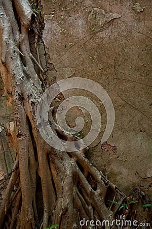 Close up shot of the old wall destroyed by tree, roots and other vegetation. Natural background. Decoration, Wallpaper. Stock Photo