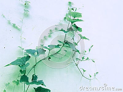 The picture of a creeping plant on wall Stock Photo