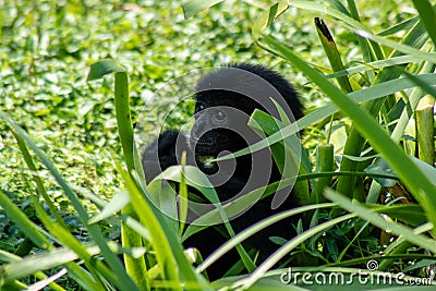 Baby siamang monkey Stock Photo