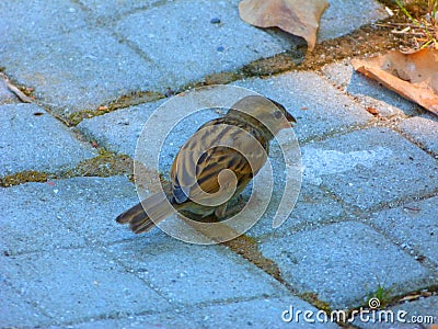 Cute little sparrow looking for food. Stock Photo