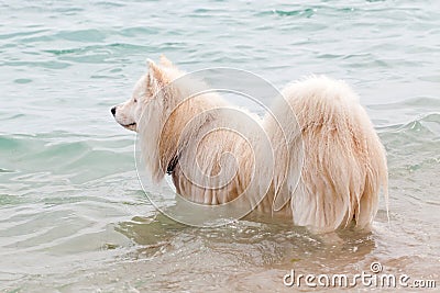 White chow chow bathing in the sea Stock Photo