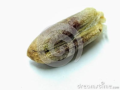 A picture of date seed isolated on a white background , Stock Photo