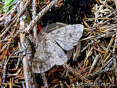 Picture Day butterfly in the wild, Czech Republic Stock Photo