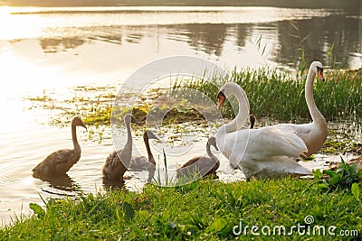 Delightful swan family of two white birds and bunch of small babies standing on shore near lake that reflecting sunset. Stock Photo