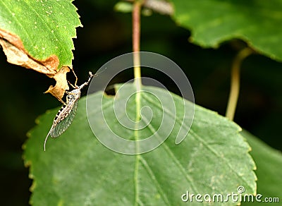 Insect Dichrostigma flavipes with transparent wings. Stock Photo