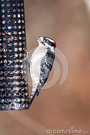 A picture of Downy Woodpecker perching on the feeder. Stock Photo