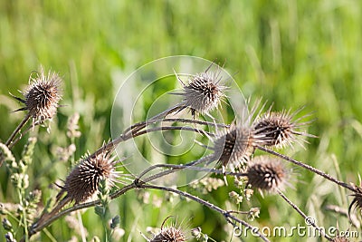 Dried dead brown milk thistle, in fall and winter. The thistle, or silybum marianium, is a spike wild flower present in Europe Stock Photo