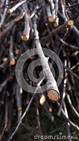 Dry thin wood for heating Stock Photo