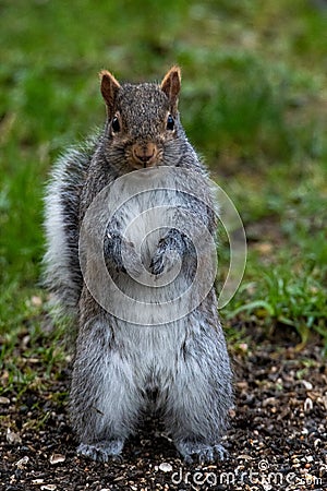 A picture of a eastern grey Squirrel standing on the ground. Stock Photo