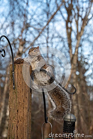 A picture of a eastern grey Squirrel standing on the stud. Stock Photo
